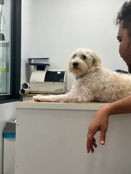 Melisa Veteriner Kliniği foto 2