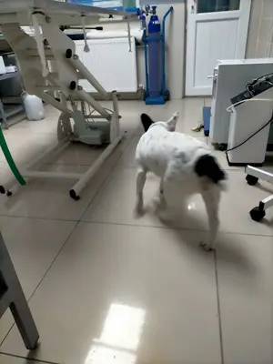 Anka Veteriner Kliniği