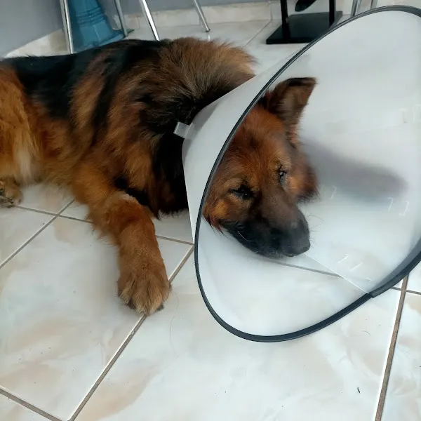 Anka Veteriner Kliniği foto 2