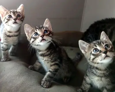 Petlora Veteriner Kliniği fotoğrafı