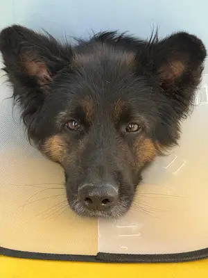 Şerifali Vet23 Veteriner Kliniği / Acil Veteriner fotoğrafı