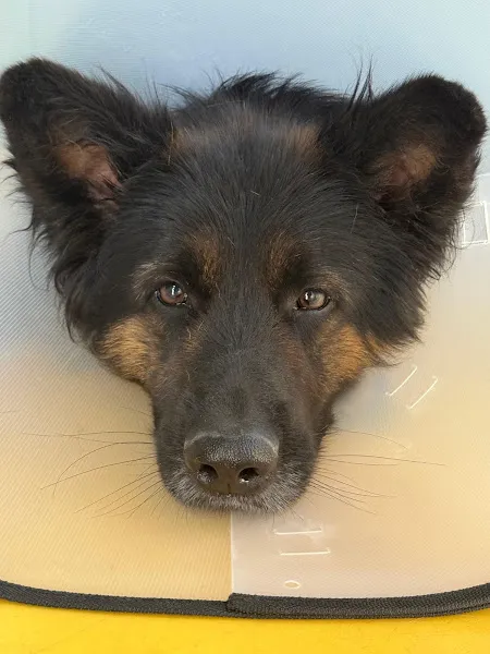 Şerifali Vet23 Veteriner Kliniği / Acil Veteriner foto 1
