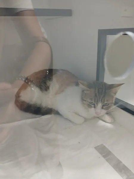 Vetdoor Veteriner Kliniği Şerifali Ümraniye foto 2
