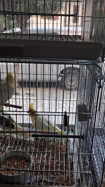 Boncuk petshop foto 2
