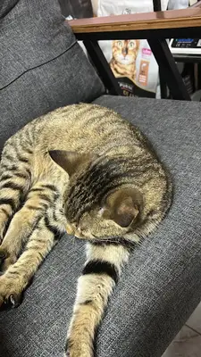 Bağlıca Pet Otel - Köpek Oteli/Kreşi fotoğrafı