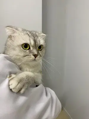 ŞenPati Veteriner Kliniği