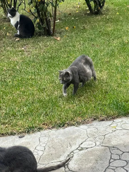 Animalist Veteriner Kliniği foto 2