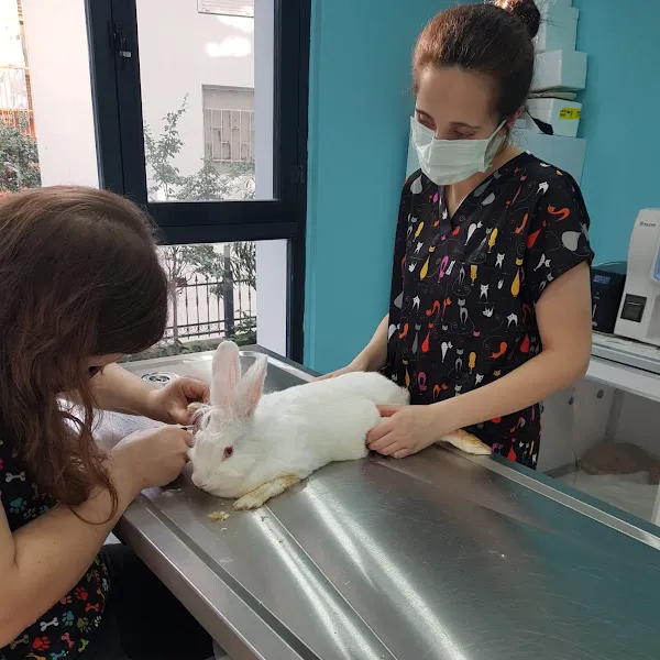 Genesis Veteriner Muayenehanesi foto 2