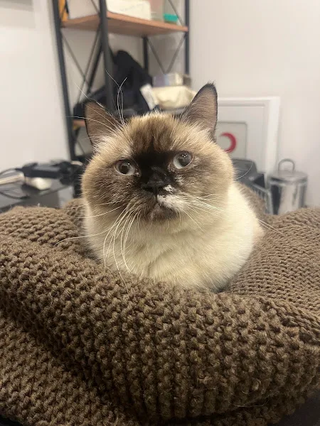 Viapet Veteriner Kliniği foto 2