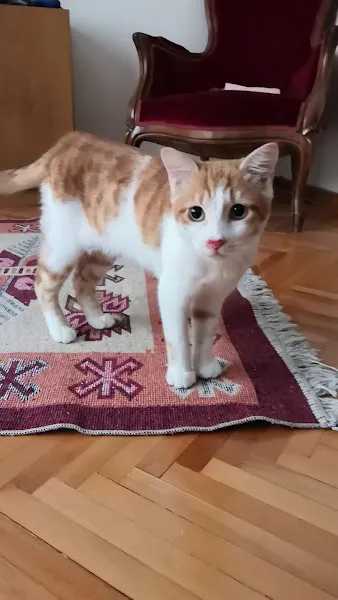Petito Veteriner Kliniği foto 2