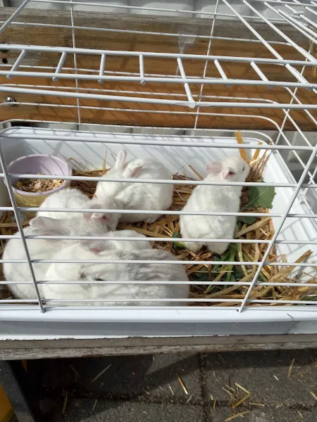 Yaban Petshop foto 2