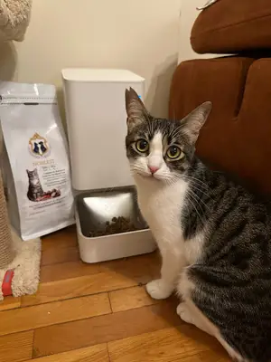 Noblest | Kedi & Köpek Mamaları ve Ürünleri