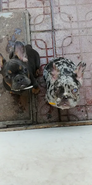 Perla Del Bosforo Dog House foto 2