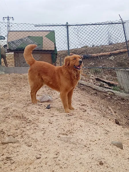 FantomK9 foto 2