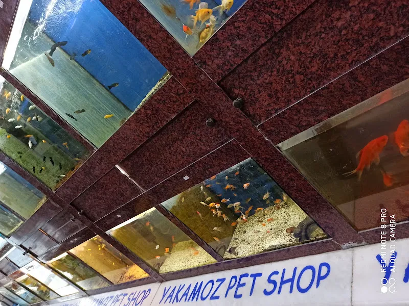 Yakamoz Pet Shop foto 1