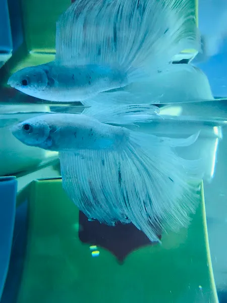 GÖKÇE PETSHOP foto 2
