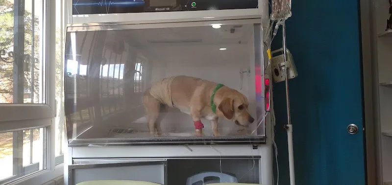 Pet Planet Veteriner Kliniği foto 2