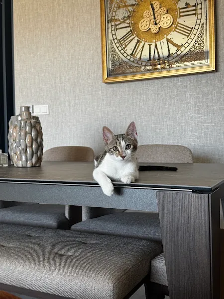 Dorukgiller Veteriner Kliniği foto 2