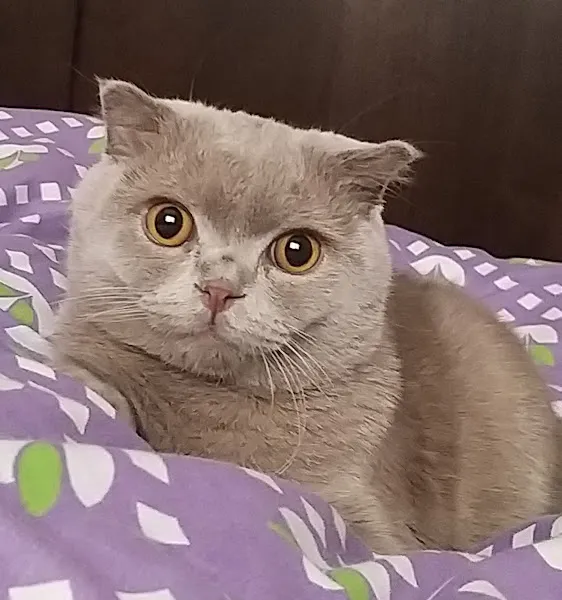 Arda veteriner kliniği foto 2