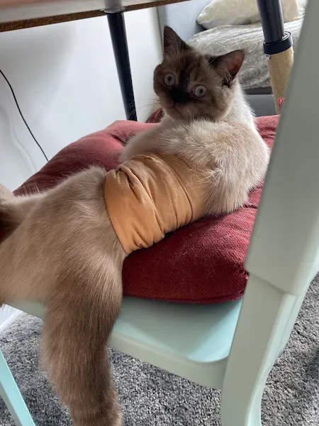 Petcomplex Veteriner Kliniği foto 2