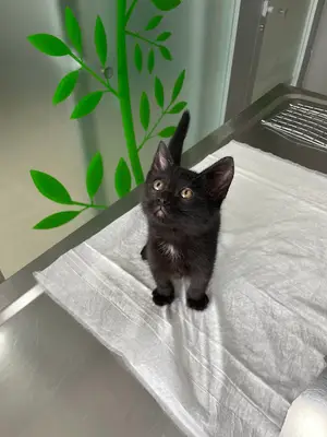 VetCo Veteriner Kliniği Çayyolu