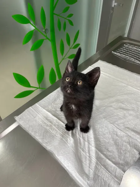 VetCo Veteriner Kliniği Çayyolu foto 1
