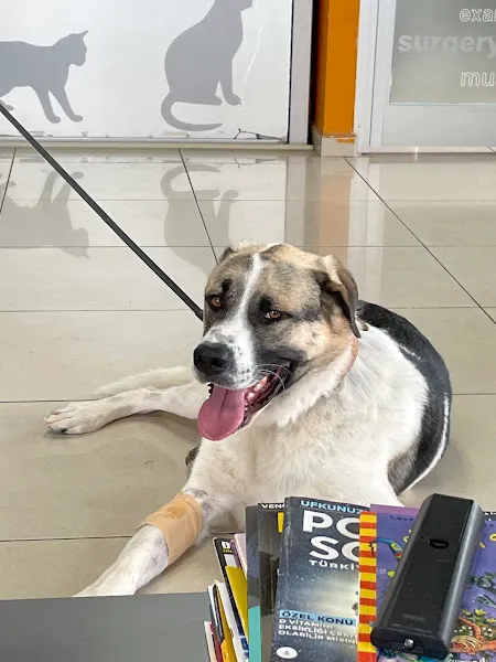 VetCo Veteriner Kliniği Çayyolu foto 2
