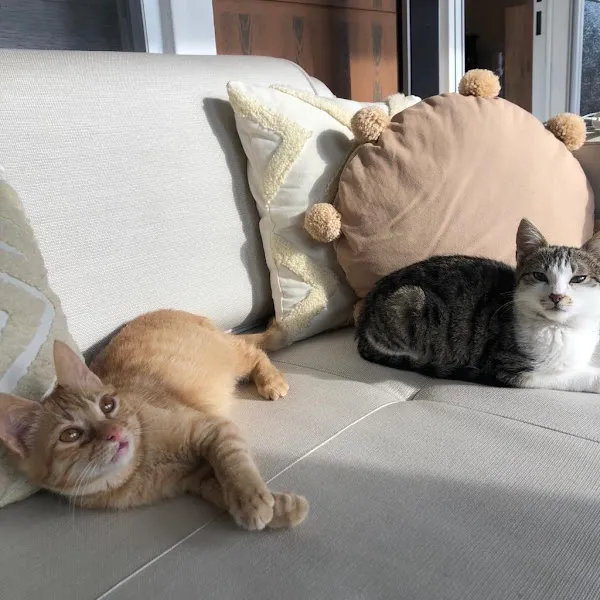 Koza Veteriner Kliniği foto 1
