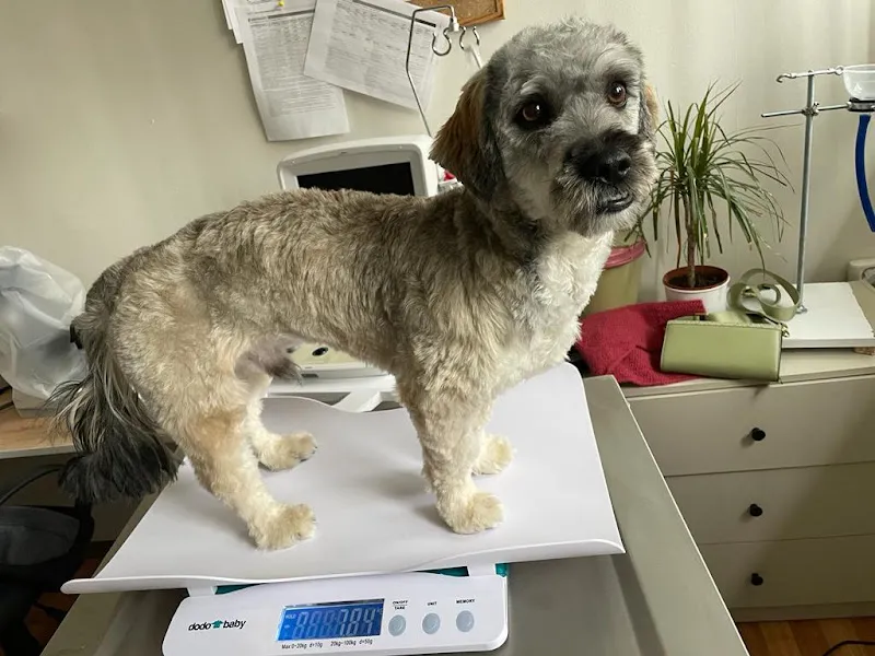 Biyofilya Veteriner Kliniği foto 2