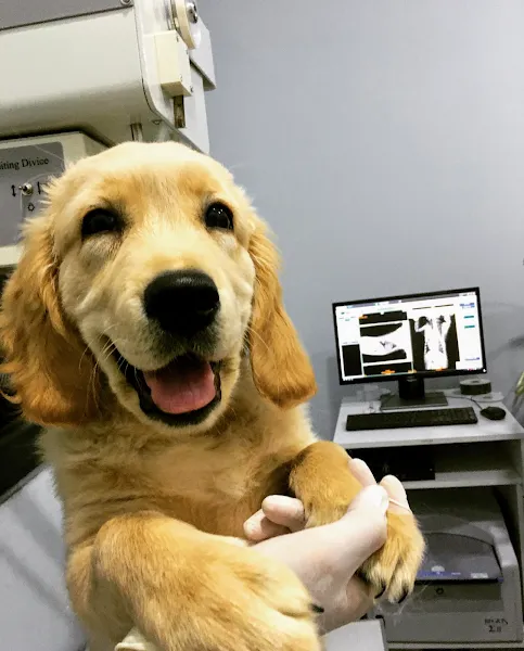 PetLove Veteriner Kliniği foto 2