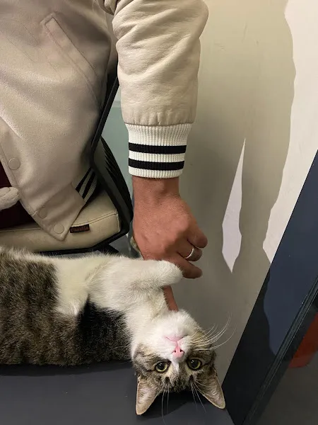 Ses Veteriner kliniği foto 2