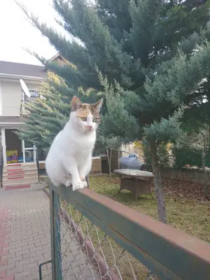 Tek Veteriner Kliniği Güngör Kavukcu