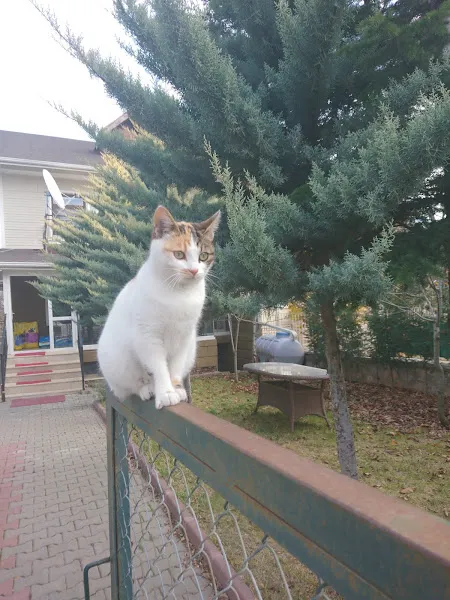 Tek Veteriner Kliniği Güngör Kavukcu foto 1