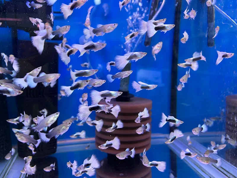 Yalçın Akvaryum & Pet Shop foto 2
