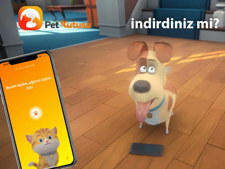 Petkutusu foto 2