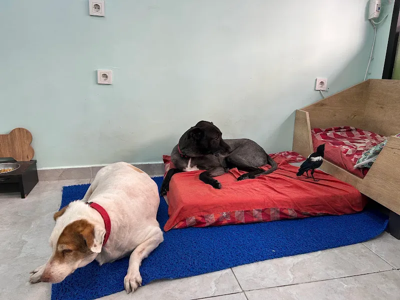 Hayat Veteriner Kliniği foto 2