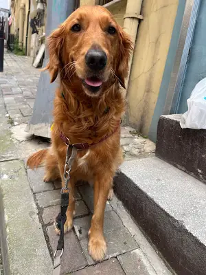 KVC Veteriner Kardiyoloji Kliniği
