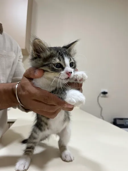 İpet Veteriner Kliniği foto 2