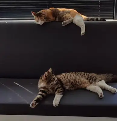 Batışehir Veteriner Kliniği fotoğrafı