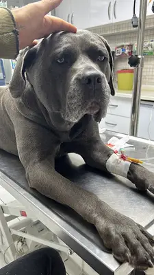 Animare Veteriner Kliniği fotoğrafı