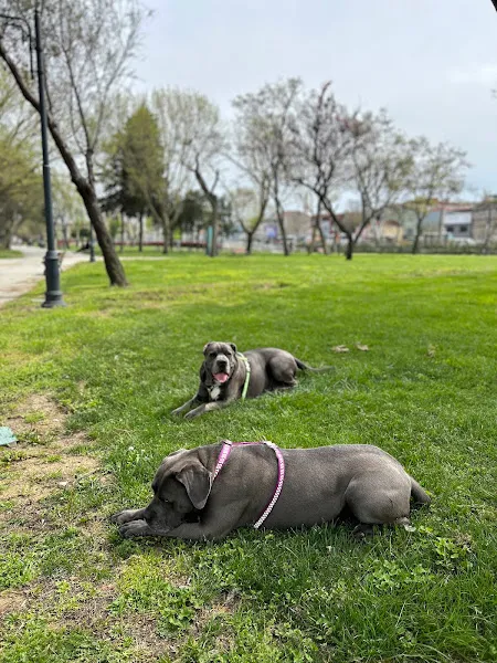 Animare Veteriner Kliniği foto 2