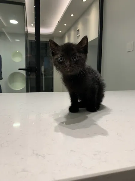 Nispetiye Veteriner Kliniği foto 2