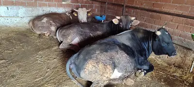 Selçikli köpekler teşkilatı
