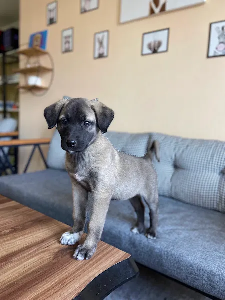 Dursun Orhan Veteriner Kliniği foto 2