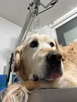 Noah's Ark Veteriner Kliniği fotoğrafı