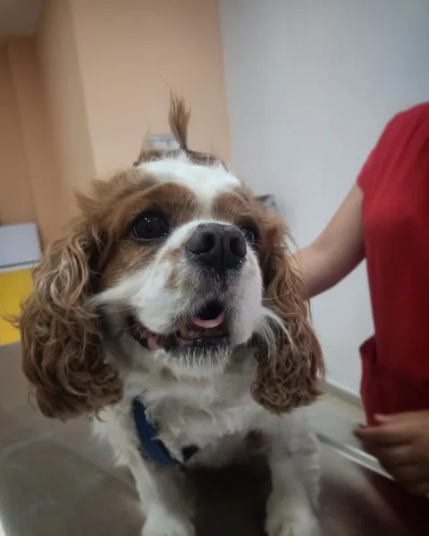 Sevimli Dostlar Veteriner Kliniği - Eryaman Veteriner foto 2