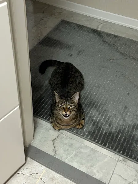 AMC Veteriner Kliniği / Dikmen foto 2