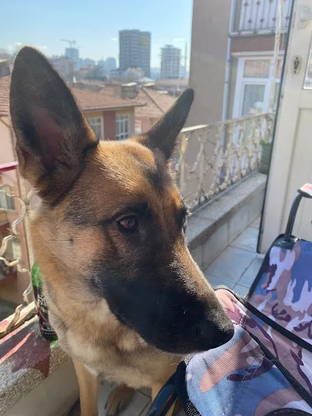 Gigi Veteriner Kliniği foto 2