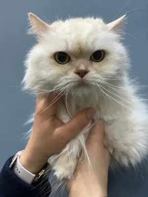 Anka Çayyolu Veteriner Kliniği Alacaatlı , Ümitköy
