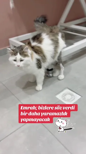 Anka Çayyolu Veteriner Kliniği Alacaatlı , Ümitköy foto 2